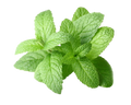 Peppermint Garnish