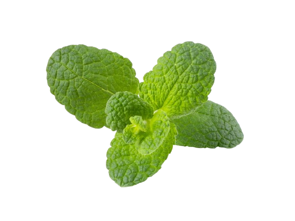 Apple Mint Garnish